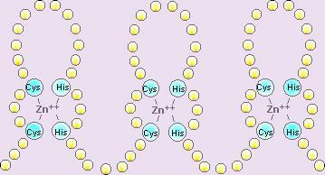 b-kartki i -helisy atom cynku łączy się z dwiema resztami cysteiny i dwiema resztami histydyny cynk bierze