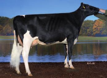 Cyrano pp CDF SPH 619145 data urodzenia: 13.12.2015 DEU 000666847135 Cinema ( Chevrolet) 153 149 66 % SPH Gallerie VG 86 ( Shotglass) HL 1 87 4.08 436 3.