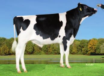 Phoenix pp CDF SCC Phoenix 823161 data urodzenia: 23.01.2015 DEU 001404947488 President ( Numero Uno) 143 138 68 % Izzi VG 88 ( Mogul) HL 1 75 4.41 506 3.47 3 InShine VG 87 ( Niagra) HL 2 93 4.