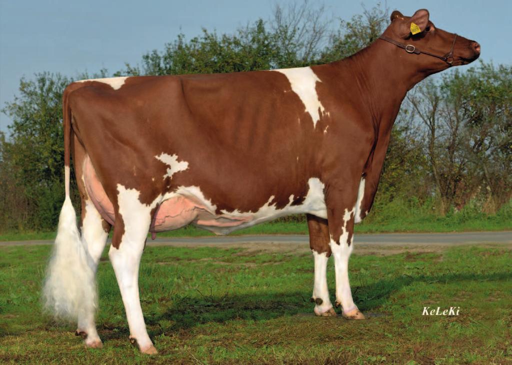 24 311 HaH NOG Honeymoon VG 87 ( Talent2) RZM RZE RZS 143 126 % 88 % 89 % RZN RZR RZKd RZKm 63 % 67 % % RZD 94 81 % 83 % 88 vit / 017 129 126 823079Snake Red aaa 234156