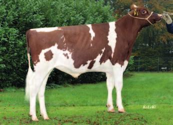 Apex P Pp* CDF WIL Apex P 917565 data urodzenia: 20.11.2015 DEU 0005387486 Apoll P ( Aikman RDC) 146 131 66 % WIL Kita VG 86 ( Brekem RDC) HL 1 8394 3.93 330 3.