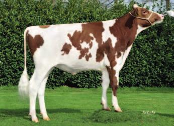 Dreamboy pp CDF JonLu RUW Dreamboy 917588 data urodzenia: 20.05.2015 DEU 000538914918 Debutant ( Dakker RDC) 148 135 67 % ALH Sympatico ArielRed VG 86 ( Sympatico RDC) HL 1 13281 4.66 619 3.