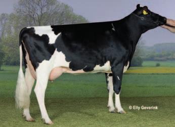 Boatsman pp CDF BUT Boatsman 681834 data urodzenia: 11.11.2016 DEU 000770461532 151 142 137 128 75 % Board ( Boss) BUT July VG 85 ( Epochal) 200T 6213 3.75 233 3.