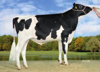 28 459 Norgaard Juwel Justine VG 88 ( Juwel) 129 57 % 51 % 88 vit / 017 126 128 681834Boatsman aaa Nørgaard Juwel Justine (MMM) 138 (57%) (%) AB e +8 kg +0,13 % +0,11 % +59 kg +50 kg skład mleka nogi