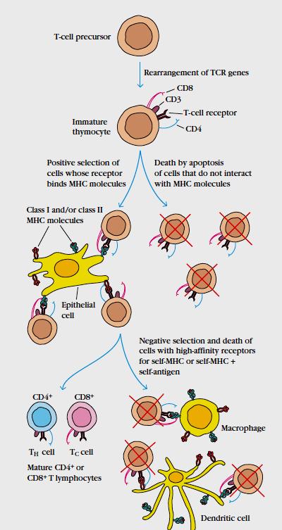 Selekcja pozytywna i negatywna tymocytów Selekcja pozytywna skutkuje restrykcją MHC Selekcja