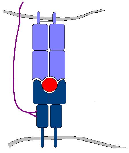 Rozpoznanie antygenu-restrykcja MHC Li T CD8 + Li T CD4 + CD8 CD4 TCRab TCRab Ag Ag a