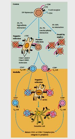 Selekcja negatywna tymocytów- rola AIRE