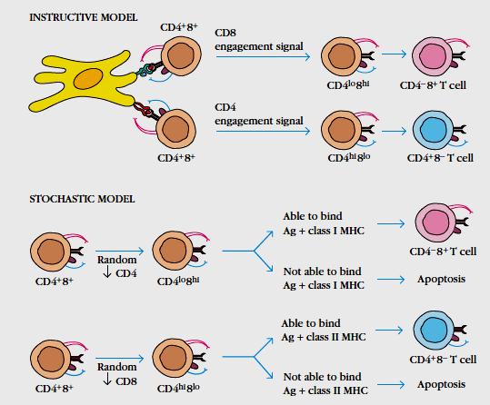 Rola CD4 i CD8 w różnicowaniu tymocytów R.A.