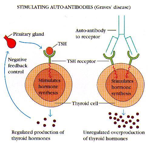 Przykłady chorób autoimmunizacyjnych (a) Choroba Gravesa: produkcja przeciwciał stymulujących przysadka TSH Przeciwciała anty- TSHR Mechanizm kontroli syntezy hormonów tarczycy Stymylacja syntezy