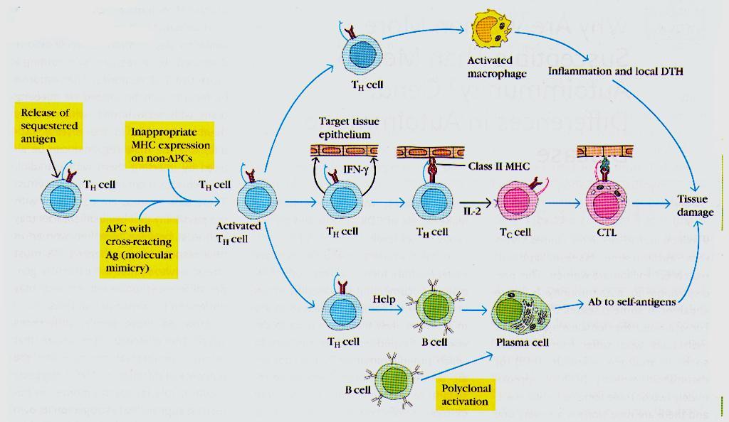 Mechanizmy indukcji chorób A/ aktywacja limfocytów Th autoimmunizacyjnych B/ skutki aktywacji limfocytów Th C/