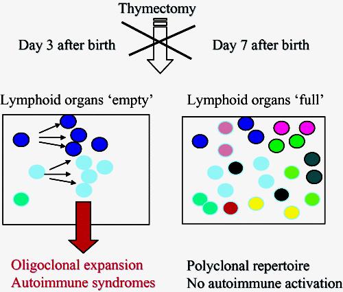 Tymektomia sprzyja oligoklonalnej ekspansji limfocytówt (Stockinger B., Barthlott T., Kassiotis G.