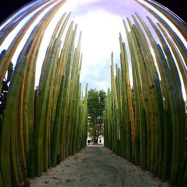 Kaktusy słupowe rosną nawet do 24 m. wys. żyją nawet 200 lat.