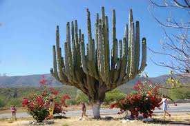 twarde drzewo używane np. do konstrukcji. Kaktus Jeremiasza ma np. kępki liści na zakończeniach i td.