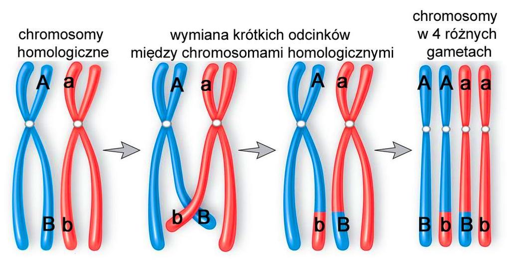 onkurs szkolny istrz genetyki etap II 1.W D pewnego pierwotniaka tymina stanowi 28 % wszystkich zasad azotowych.