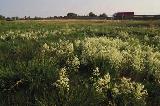Szata roślinna łąk w dolinie Pisi 147 ną uwagę zasługują notowane sporadycznie: goździk pyszny Dianthus superbus i przytulia północna Galium boreale (ryc. 6).