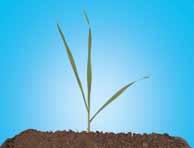zmywanie przez deszcz ma długi okres stosowania po wschodach od fazy 2 liści do fazy 6 liści kukurydzy rozkłada się w ciągu okresu wegetacji, nie stwarzając
