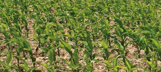 Herbicydy powschodowe są nadal najważniejszą grupą herbicydową stosowaną w kukurydzy. Bardzo często są także stosowane jako korekta po pierwszym zabiegu przedwschodowym lub wcześnie powschodowym.