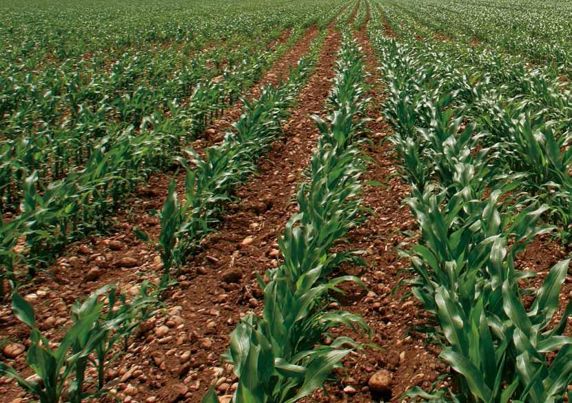 Nowa powschodowa technologia ochrony kukurydzy przed chwastami Zwalczane chwasty W doświadczeniach prowadzonych w Europie całkowita liczba chwastów zwalczanych przez