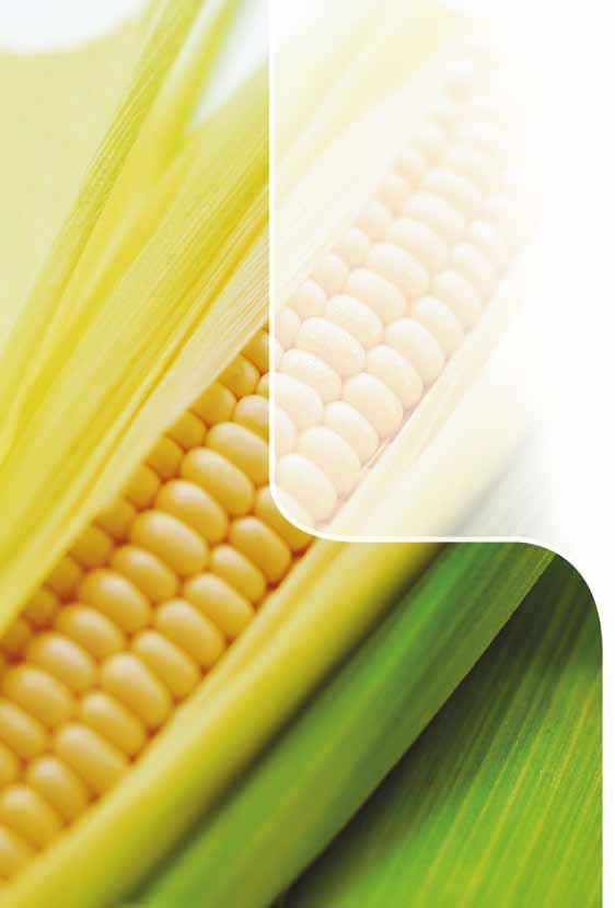 Nowa powschodowa technologia ochrony kukurydzy przed chwastami Wartości dodane: kategoria Nowa powschodowa technologia zwalczanie chwastów 1-liściennych x x x x x x zwalczanie chwastów 2-liściennych