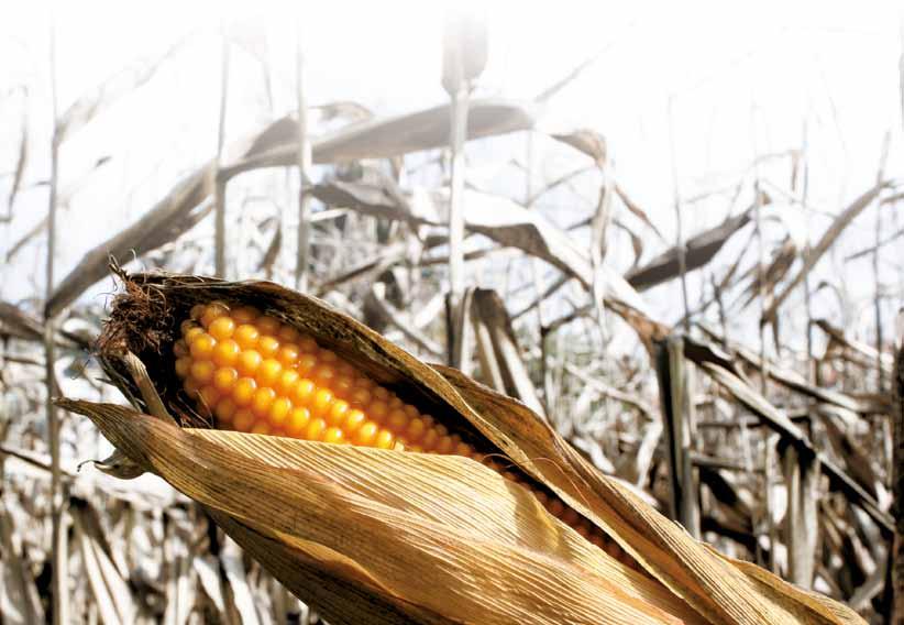 Ocena skuteczności zwalczania zachodniej kukurydzianej stonki korzeniowej insektycydem Proteus 11 OD (2 terminy ocen) 12 98 96 94 92 % skut. po 2 dniach % skut.