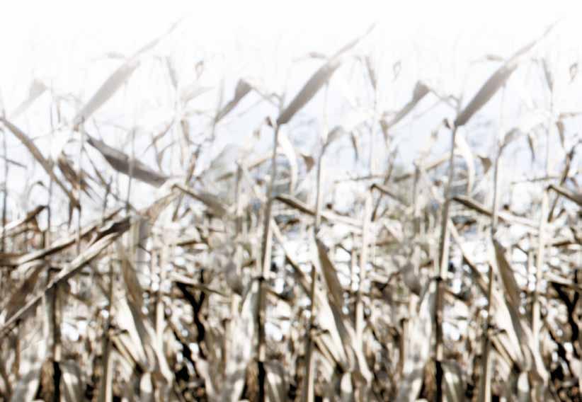 insektycyd Korzyści ze stosowania w kukurydzy: wysoka skuteczność na spotykane w kukurydzy szkodniki długotrwałe działanie skuteczny w wyższych
