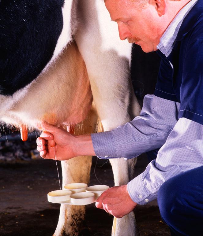 istotnym składnikiem są również płynne metabolity drożdży Saccharomyces cerevisiae. Keto-stop działa szybko i skutecznie.