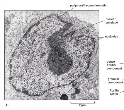 chromatyna w różnej formie skondensowania: euchromatyna heterochromatyna jąderko (jąderka) Liczba, wielkość, kształt zależą od: typu komórki zaangażowania w
