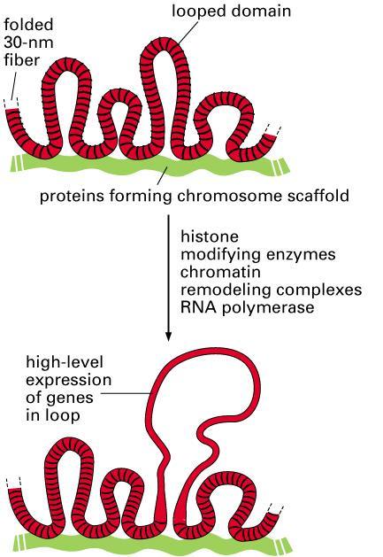 chromatyna w różnej formie skondensowania pofałdowanie włókna chromatynowego w pętle (domeny) 300 nm i kondensacja -
