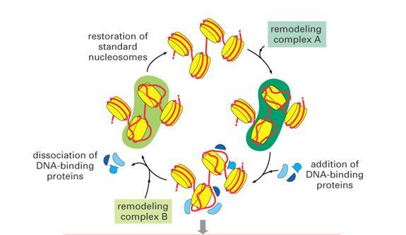 komórkowe Dynamika upakowania DNA wykorzystanie kompleksów remodelujących chromatynę odtwarzanie standartowych