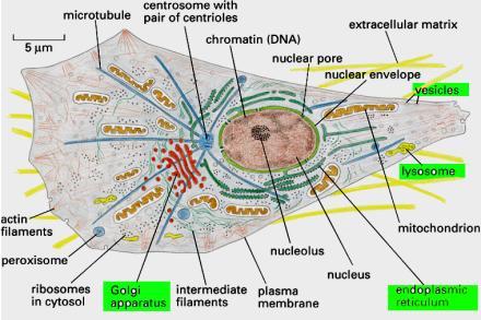 ekspresja genu ekspresja genu kod histonowy Cytoplazma cytoplazma + jądro komórkowe = protoplazma