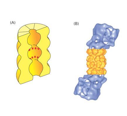 Proteasomy (proteosomy) Kompleks: białka RNA aparat importujący białka do proteolizy (19S)- regulatorowy (aktywator proteasomu, 6 ATP-az) proteasom 26S