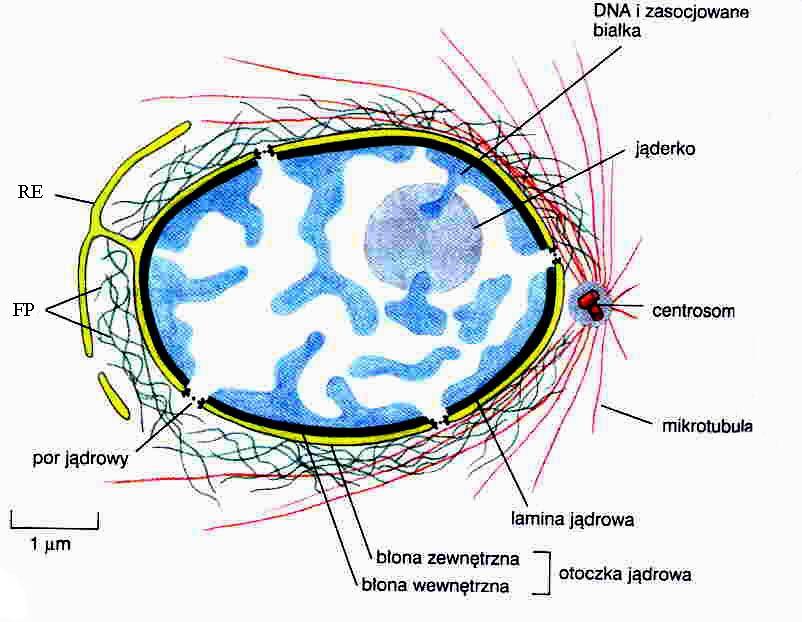 Budowa jądra komórkowego nukleoplazma