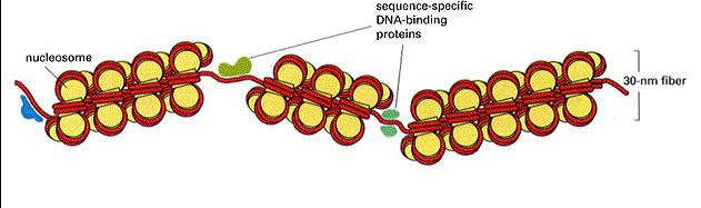 solenoid solenoid upakowanie DNA ok.