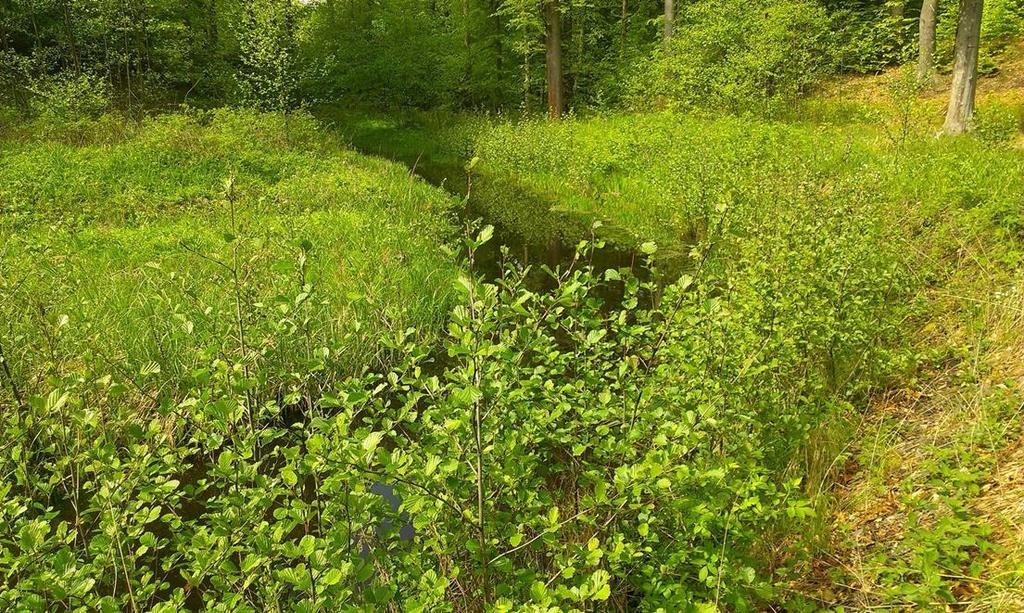 Wstępne rozpoznanie roślinności na badanych stanowiskach: występowanie wielu wilgociolubnych zbiorowisk roślinnych zaliczanych głównie do szuwarów właściwych, wielkoturzycowych i trawiastych