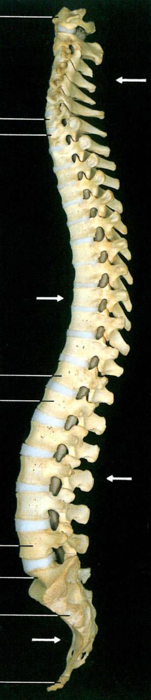 KRĘGOSŁUP (columna vertebralis) Kręgosłup jest ruchomym słupem kostnym zbudowanym z kręgów, rozciągającym się od podstawy czaszki do dolnego kooca tułowia.