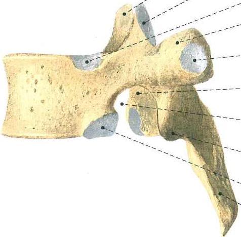 kręgowy dołek żebrowy trzon wyrostek stawowy górny dołek żebrowy