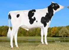 HF odmiana czarno-biała wycena genomiczna Extremo AB A1/A2 PF: 143 DEU 000357995972 aaa: 234 ur. 01.09.2015 RZRobot: 140 O.O. Supersire USA 000069981349 M.O. Event CAN 000094759 HL 17742 3.52 624 3.