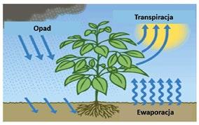 w procesie ewaporacji występują wiosną u roślin wysiewanych uprawianych przy dużej rozstawie rzędów (burak cukrowy, kukurydza, ziemniak), w których zwarcie łanu następuje dopiero w końcu maja lub w