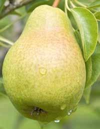 Wpływa na znaczne zmniejszenie ordzawiania się jabłek oraz na poprawę wielkości owoców, ich wygląd i jakość.