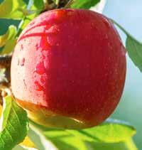 Stymuluje podziały komórkowe oraz wzrost owoców nawet przy obfitym owocowaniu. Zwiększa plon owoców wysokiej jakości.
