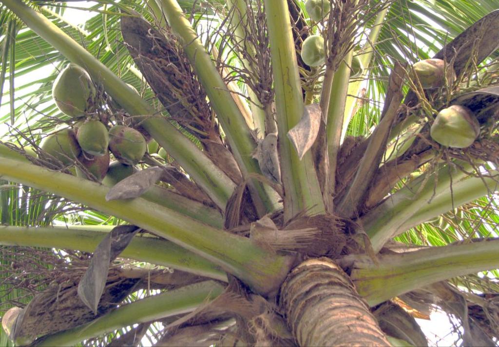 Coconut! Jeśli już jesteśmy w Dominikanie, nie sposób byłoby nie spróbować kokosa.