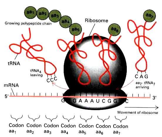 RNA w ekspresji genu Obraz klasyczny cetralna hipoteza ( dogmat ) mrna RNA