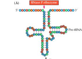 prekursory trna) składa sie z białka