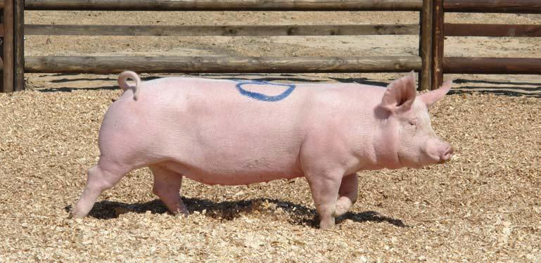 Very similar growth rate - 688 g/day was registered for crossbred boars of duroc x pietrain.