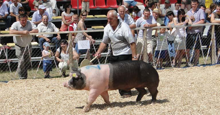 POLSUS) Knurek mieszaniec rasy hampshire i pietrain z hodowli OHZZ w Chodeczku Sp. z o.