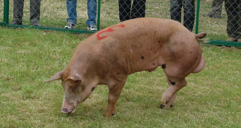 Crossing program Summary Based on the decision of the Minister of Agriculture taken on the 2 nd February 2004 Polish Pig Breeders and Producers Association POLSUS is responsible for keeping registers