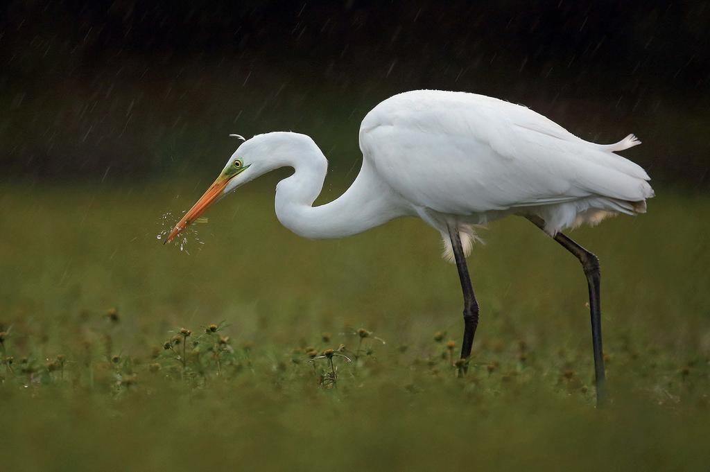 Fot. Mateusz Matysiak Czapla biała Ardea alba Status gatunku w Polsce Współcześnie po raz pierwszy gniazdowanie czapli białej w Polsce odnotowano w roku 1997 (Pugacewicz i Kowalski 1997).