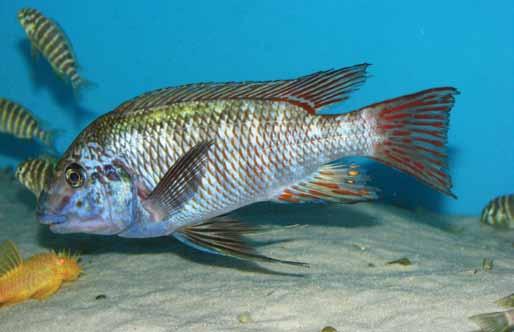 Pod tym względem ma podobne wymagania, jak inne gatunki roślinożerne dorastające do większych rozmiarów, np. z rodzaju Petrochromis lub Limnotilapia.