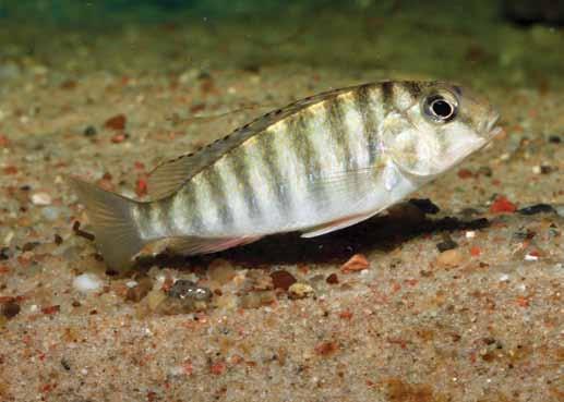 Młody, jeszcze nie w pełni wybarwiony samiec i zachowaniach są przedstawiciele z rodzaju Tropheus, Pseudosimochromis curvifrons oraz Eretmodus cyjanostictus.