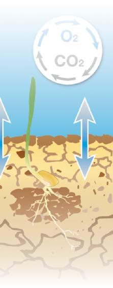 - zagęszczone dno bruzdy ułatwia transportowanie wody kapilarami do nasion.